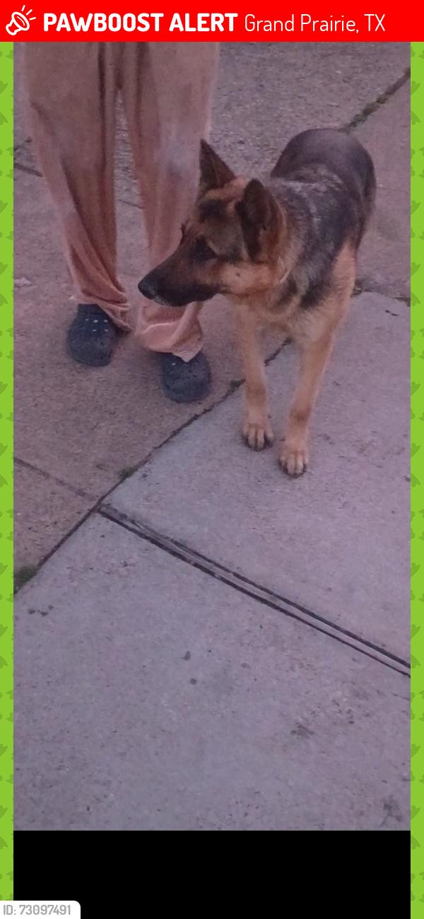 Lost Female Dog last seen Proctor St and Phillips Ct, Grand Prairie, TX 75051