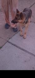Lost Female Dog last seen Proctor St and Phillips Ct, Grand Prairie, TX 75051