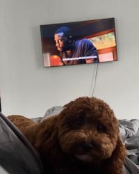 Lost Male Dog last seen Pullen rd, Jacksonville, FL 32216