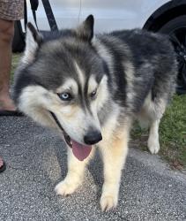 Reunited Unknown Dog last seen Port St. Lucie, Port St. Lucie, FL 34986