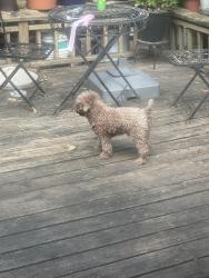 Lost Male Dog last seen Charleston n Saturn, Garland, TX 75041