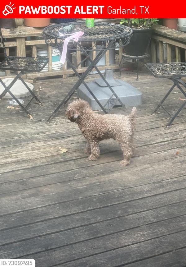 Lost Male Dog last seen Charleston n Saturn, Garland, TX 75041