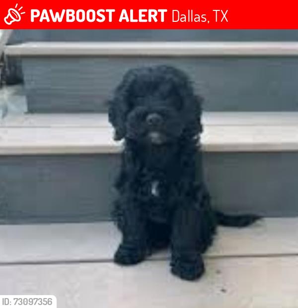 Lost Female Dog last seen Near Singing Hills Dr, Dallas, TX 75241