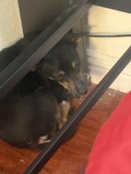 Found/Stray Unknown Dog last seen Chrisland ave San Jose, San Jose, CA 95127