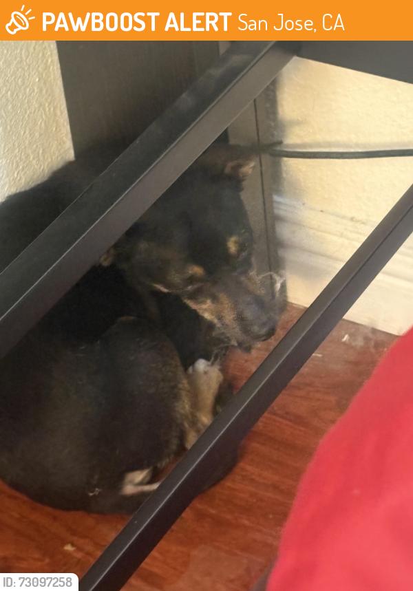 Found/Stray Unknown Dog last seen Chrisland ave San Jose, San Jose, CA 95127