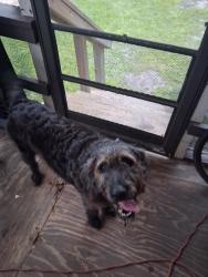 Reunited Female Dog last seen US-1, Stokes Landing, behind the Dollar General, about a mile from the Palencia Publix & Dutch Bros, St. Augustine, FL 32095