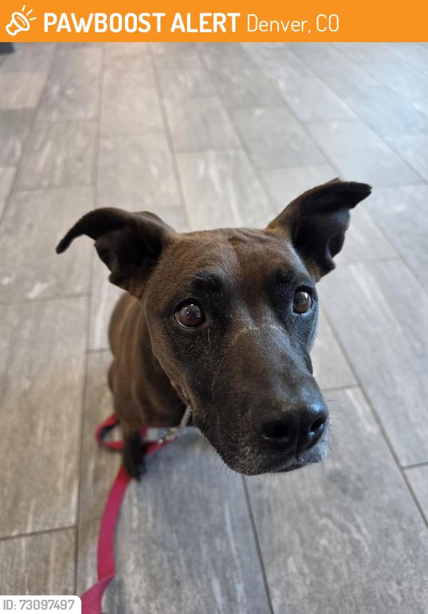 Found/Stray Female Dog last seen E Mississippi Ave and S Valentia St, Denver, CO 80247