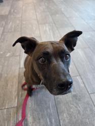 Found/Stray Female Dog last seen E Mississippi Ave and S Valentia St, Denver, CO 80247