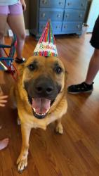 Lost Male Dog last seen wallen town road and carters valley, Church Hill, TN 37642