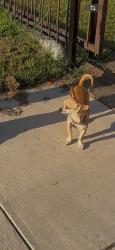 Reunited Female Dog last seen Ruby library, Fort Worth, TX 76103