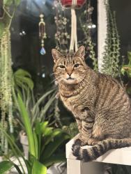 Lost Female Cat last seen Near Sargent rd sw, Rochester, WA 98579