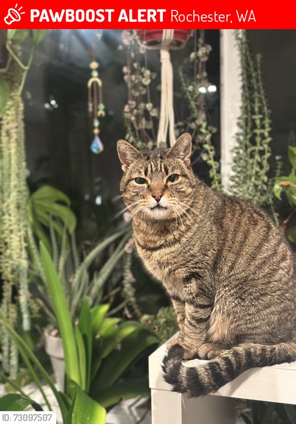 Lost Female Cat last seen Near Sargent rd sw, Rochester, WA 98579