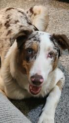 Reunited Male Dog last seen Cherokee Elementry School, Johnson City, TN 37604