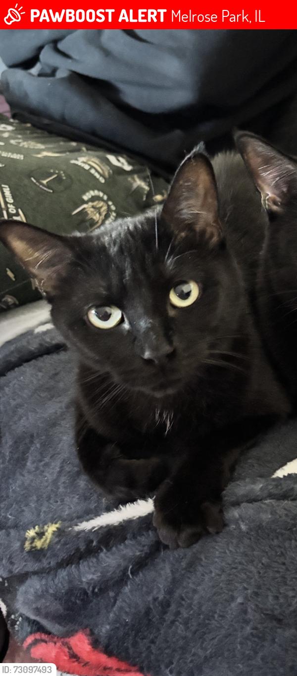 Lost Female Cat last seen Across the street from Chase Bank around the apmt complex., Melrose Park, IL 60160