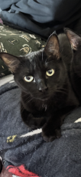 Lost Female Cat last seen Across the street from Chase Bank around the apmt complex., Melrose Park, IL 60160