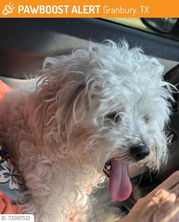 Found/Stray Unknown Dog last seen Near Indian Harbor Fire Dept, Granbury, TX 76048