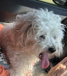 Found/Stray Unknown Dog last seen Near Indian Harbor Fire Dept, Granbury, TX 76048