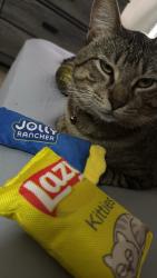 Reunited Male Cat last seen Near jenkins rd, Pasadena, TX 77506