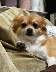 Reunited Female Dog last seen Claudid way and Coop dr., Elk Grove, CA 95757