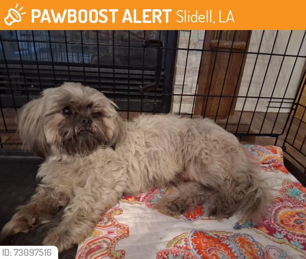 Found/Stray Male Dog last seen Piggly wiggly, Slidell, LA 70460
