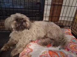 Found/Stray Male Dog last seen Piggly wiggly, Slidell, LA 70460