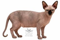 Reunited Female Cat last seen Seminole St and Myrtle Ave, Clearwater, FL 33755