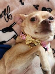 Reunited Female Dog last seen W Prince Rd and W Miracle Mile, Tucson, AZ 85705