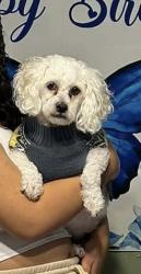 Reunited Male Dog last seen Near Pendleton Pike, Indianapolis, IN 46236, Indianapolis, IN 46236