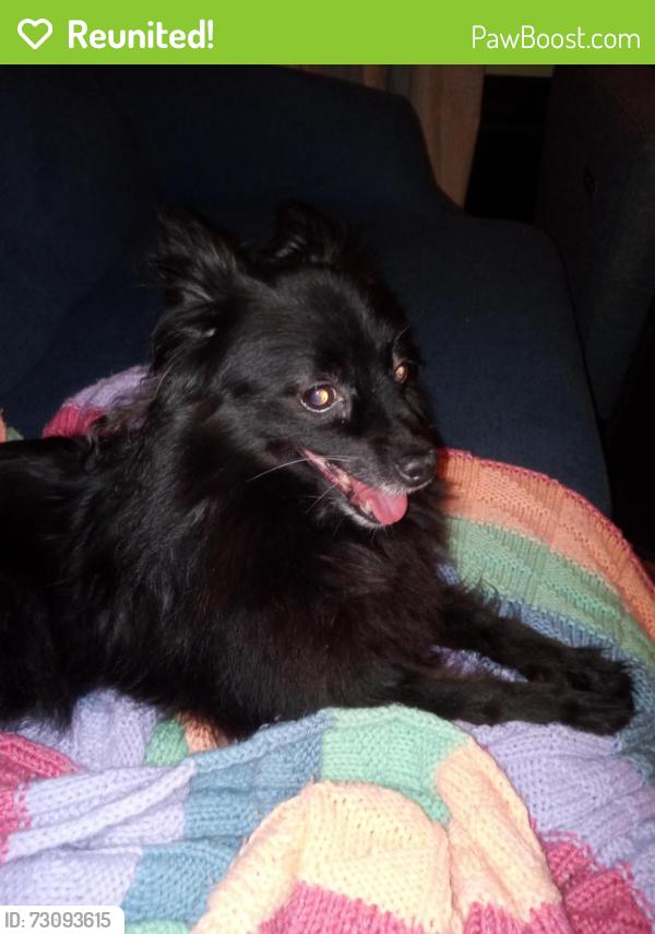 Reunited Female Dog last seen Rossi&Ditoro funeral home , Schenectady, NY 12305