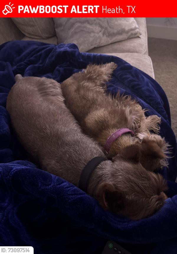 Lost Male Dog last seen Doncaster Dr, Heath, TX 75126
