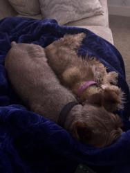 Lost Male Dog last seen Doncaster Dr, Heath, TX 75126