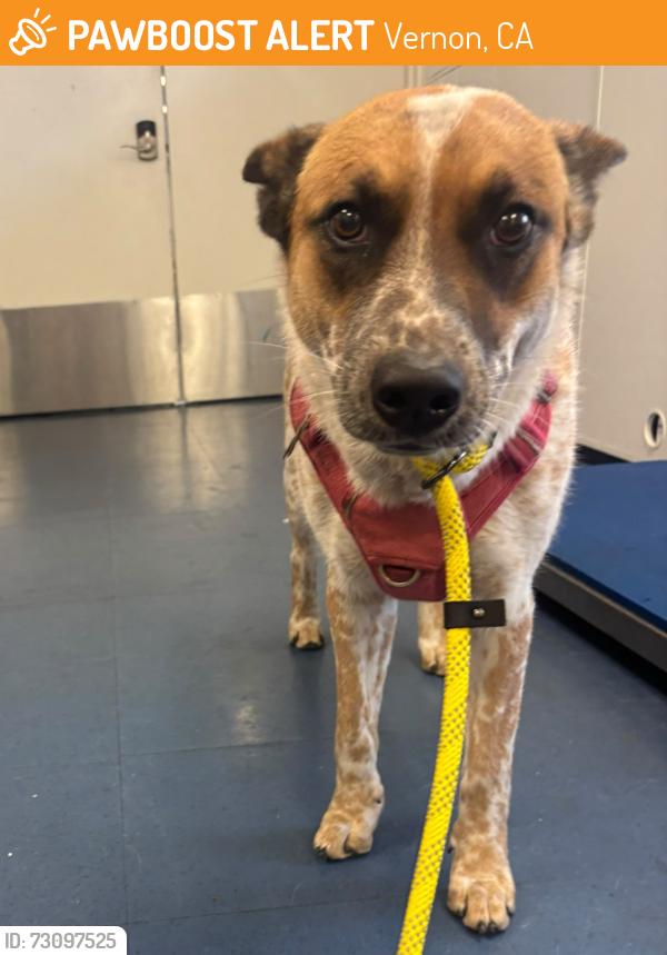 Found/Stray Female Dog last seen 2787-2999 S Sunol Dr, Vernon, Vernon, CA 90058