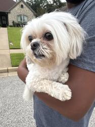 Found/Stray Female Dog last seen Tenneryville and Bull Run, Longview, TX 75604
