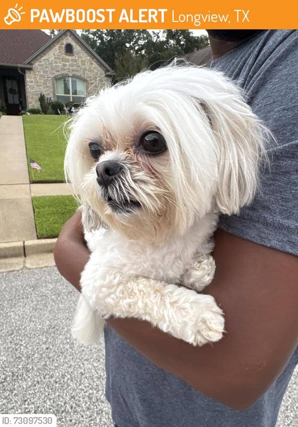 Found/Stray Female Dog last seen Tenneryville and Bull Run, Longview, TX 75604