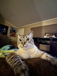 Lost Male Cat last seen Jumped a fence down the road feom this address, Moore, OK 73160