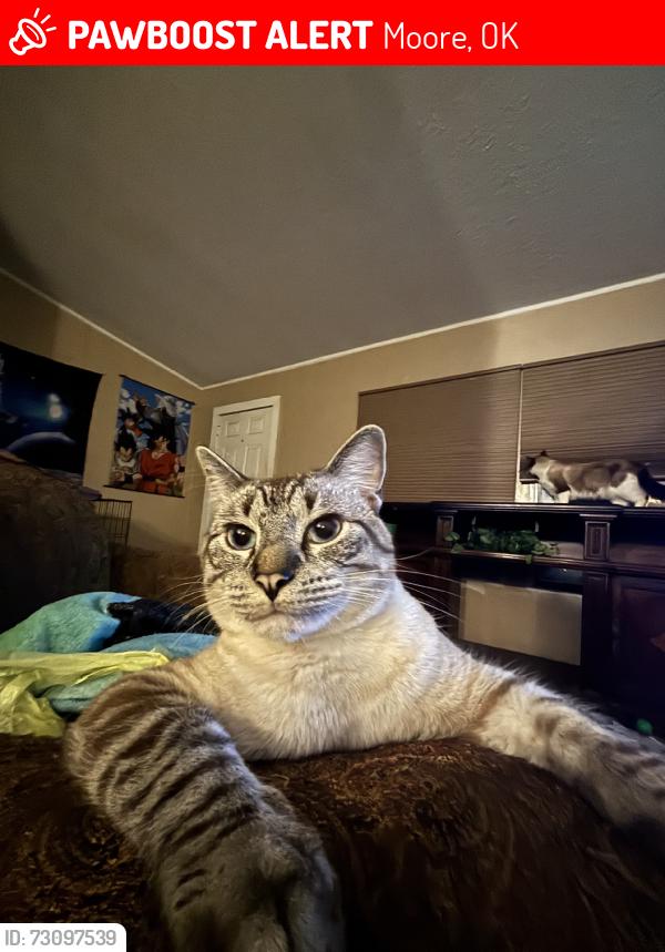 Lost Male Cat last seen Jumped a fence down the road feom this address, Moore, OK 73160