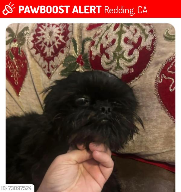 Lost Male Dog last seen Gold Street and Oak View, Redding Ca, Redding, CA 96001