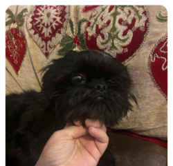 Lost Male Dog last seen Gold Street and Oak View, Redding Ca, Redding, CA 96001
