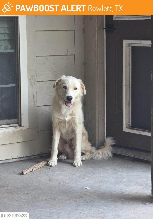 Found/Stray Male Dog last seen Lakeview and Dalrock, Rowlett, TX 75088