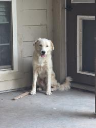 Found/Stray Male Dog last seen Lakeview and Dalrock, Rowlett, TX 75088
