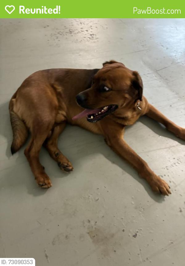 Reunited Male Dog last seen Pembroke pl and Von Lent, Pittsburgh, PA 15232