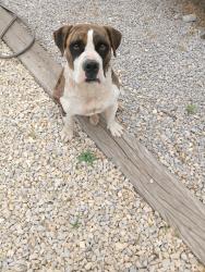 Found/Stray Unknown Dog last seen berino road, Anthony, NM 88021