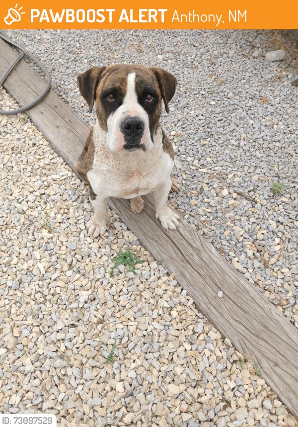 Found/Stray Unknown Dog last seen berino road, Anthony, NM 88021