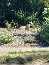Found/Stray Unknown Dog last seen Near NE 28th Ave, Portland, OR 97232