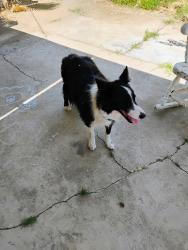Found/Stray Female Dog last seen Walnut St and Minter area, Shafter, CA 93263