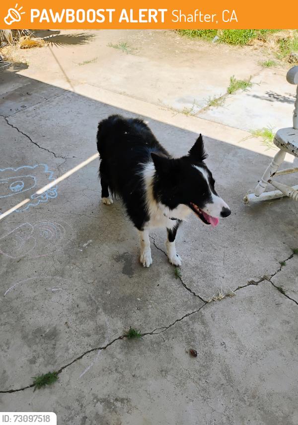 Found/Stray Female Dog last seen Walnut St and Minter area, Shafter, CA 93263