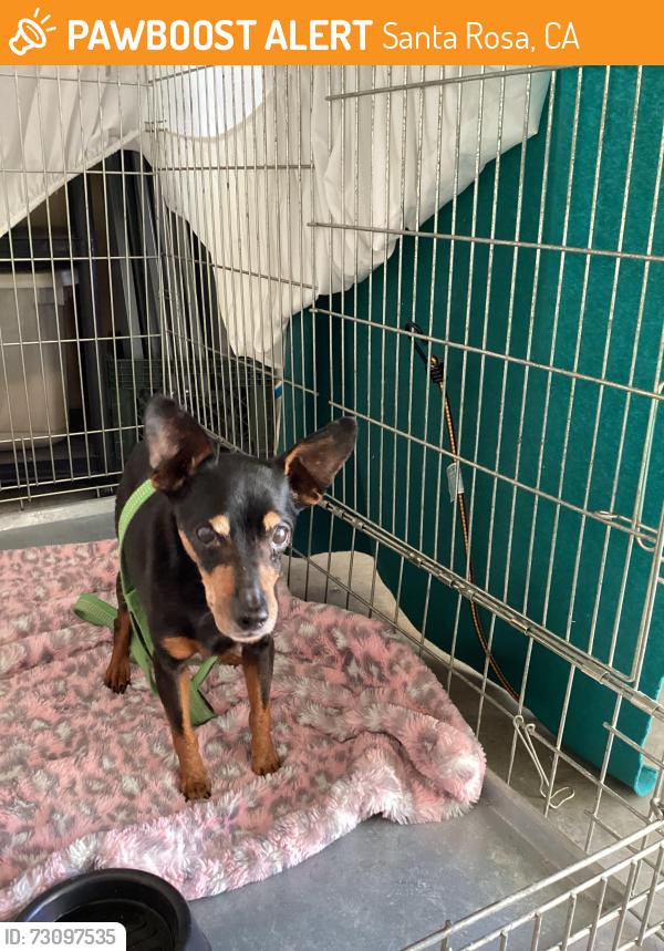 Found/Stray Male Dog last seen Dennis Lane Santa Rosa, Ca, Santa Rosa, CA 95403