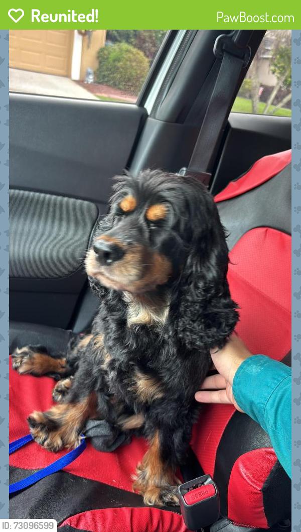 Reunited Male Dog last seen Near lantana dr, Orlando, FL 32807