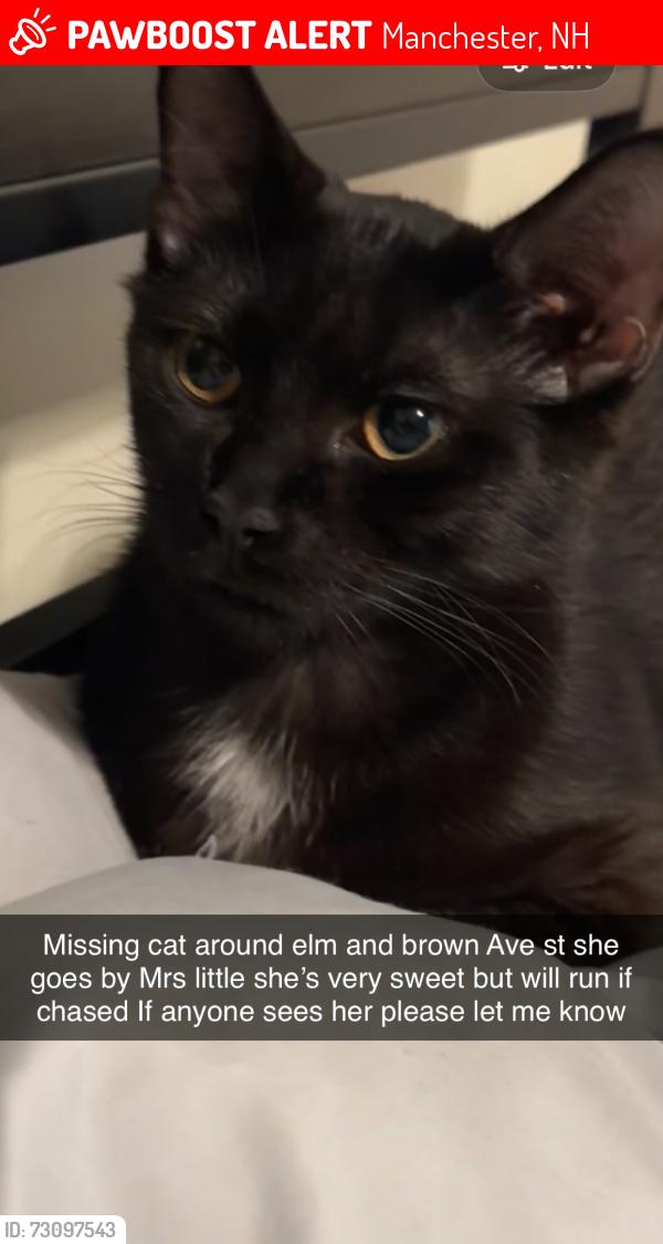 Lost Female Cat last seen Near brown Ave Manchester nh, Manchester, NH 03101