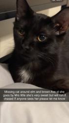 Lost Female Cat last seen Near brown Ave Manchester nh, Manchester, NH 03101